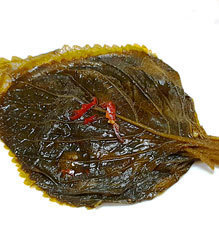 간장깻잎(500g)