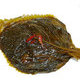 간장깻잎(500g)