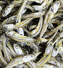 마른멸치 중멸 1.5kg(중품), (상품)